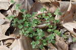 Ivyleaf speedwell